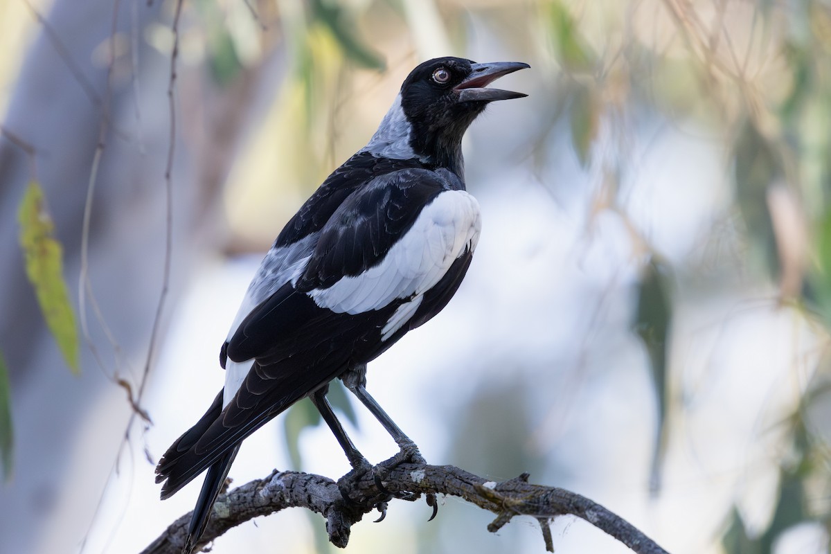 Australian Magpie - ML616194864