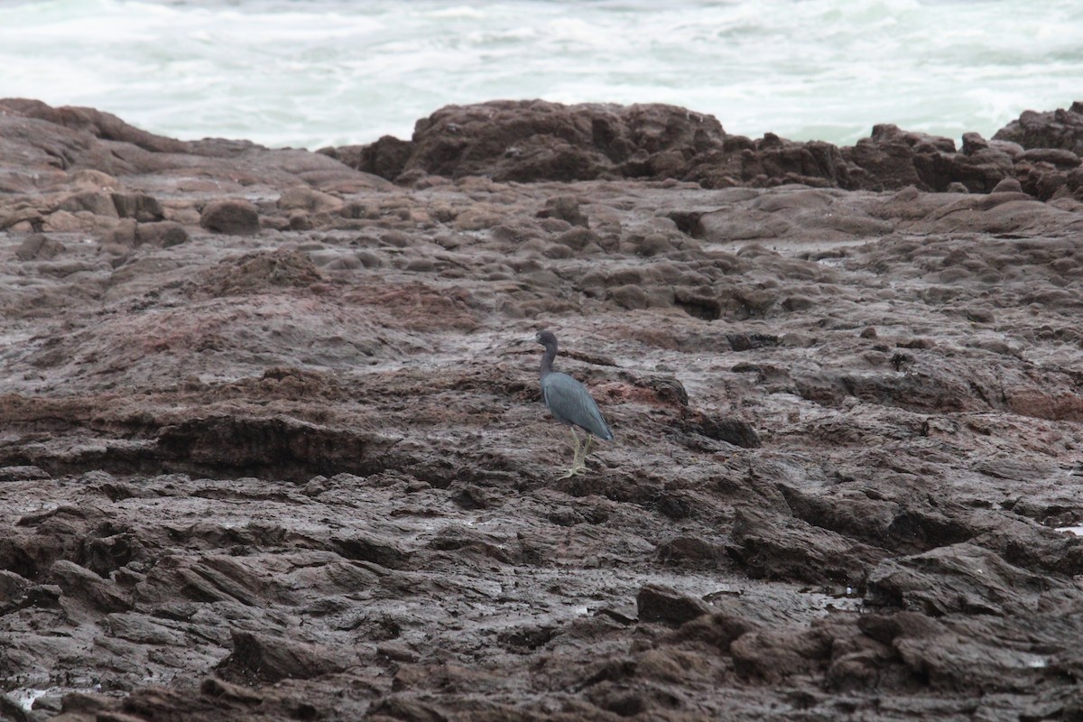 Little Blue Heron - Armando Aranela