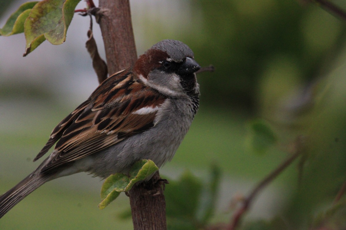 House Sparrow - Armando Aranela