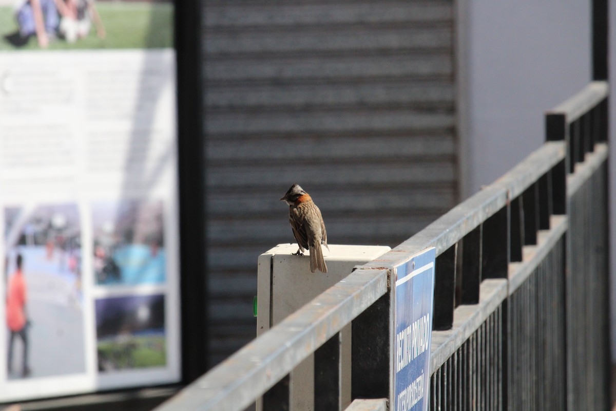 Rufous-collared Sparrow - Armando Aranela
