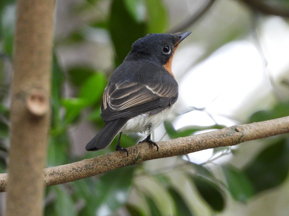 Satin Flycatcher - troy and karyn zanker