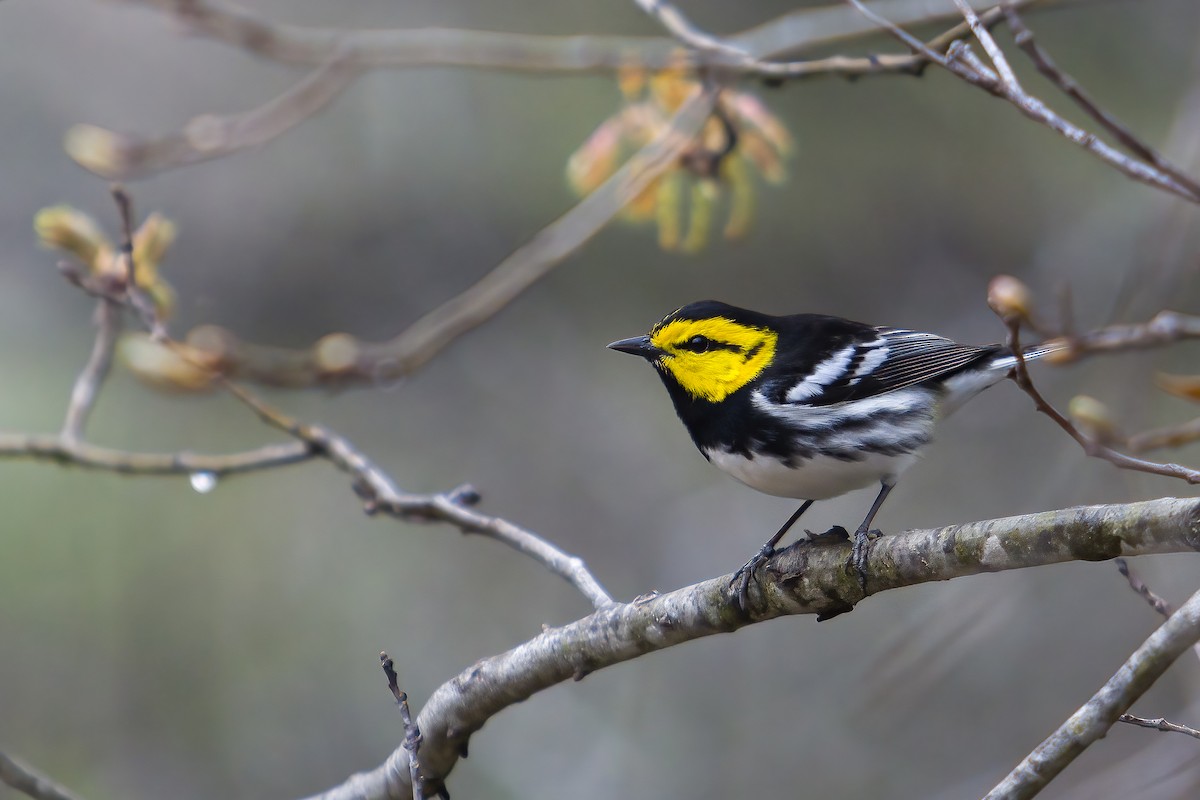 Golden-cheeked Warbler - ML616195082