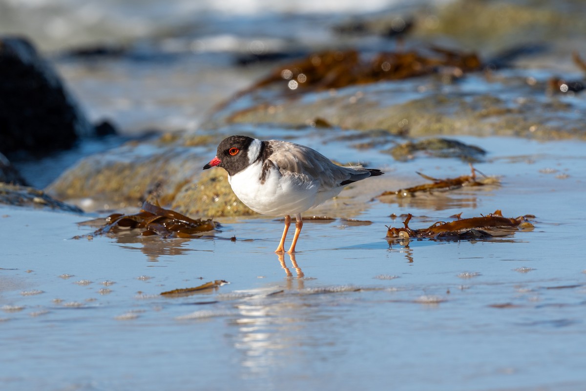 Hooded Plover - Florian Kaumanns