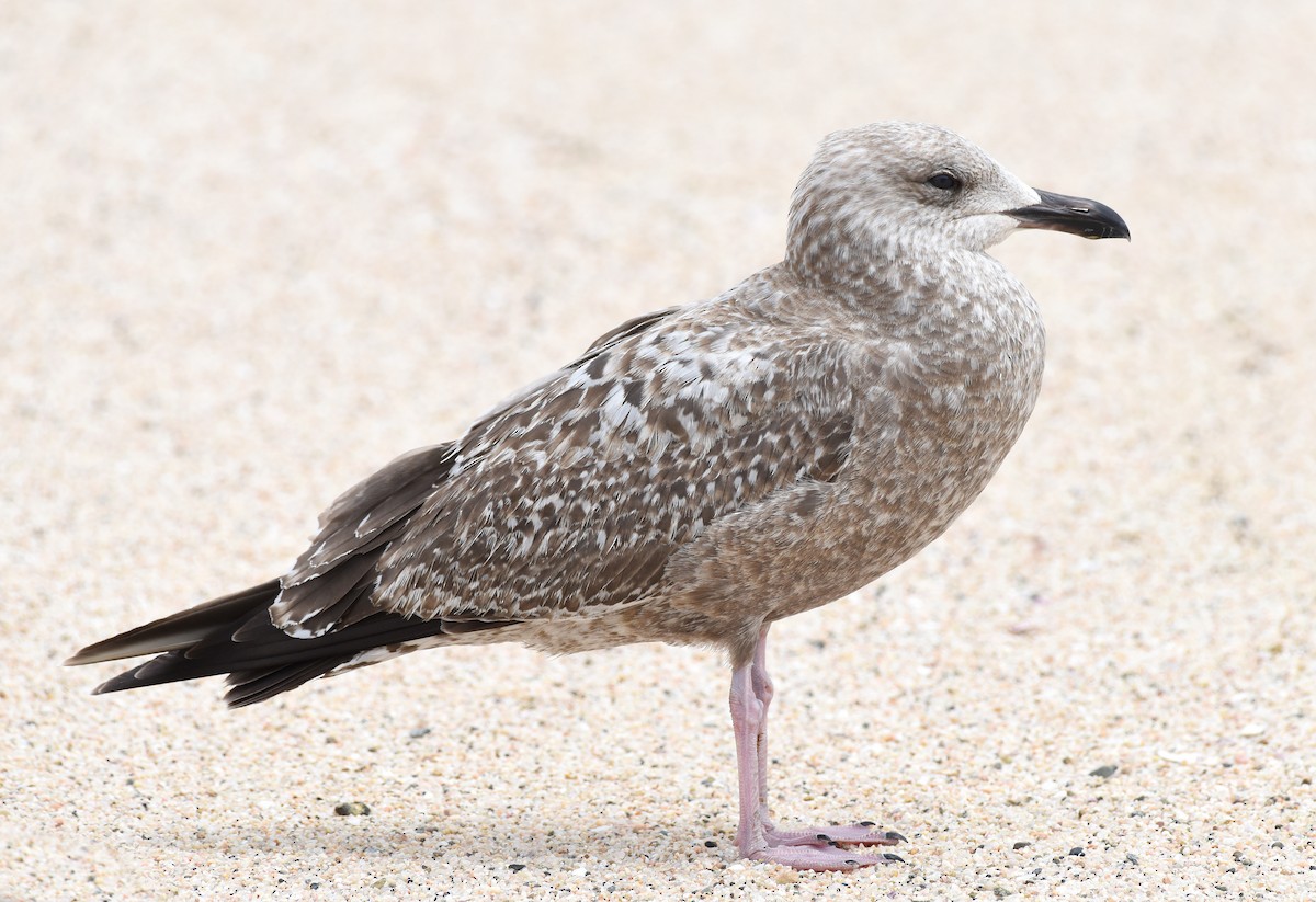 Gaviota Argéntea - ML616195117