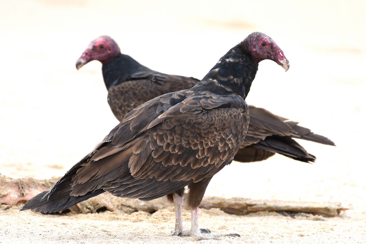 Turkey Vulture - ML616195153