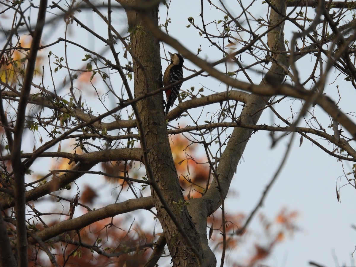 Fulvous-breasted Woodpecker - ML616195161