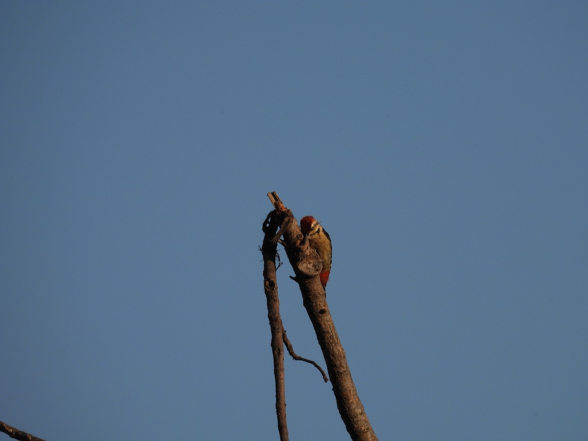 Fulvous-breasted Woodpecker - ML616195162