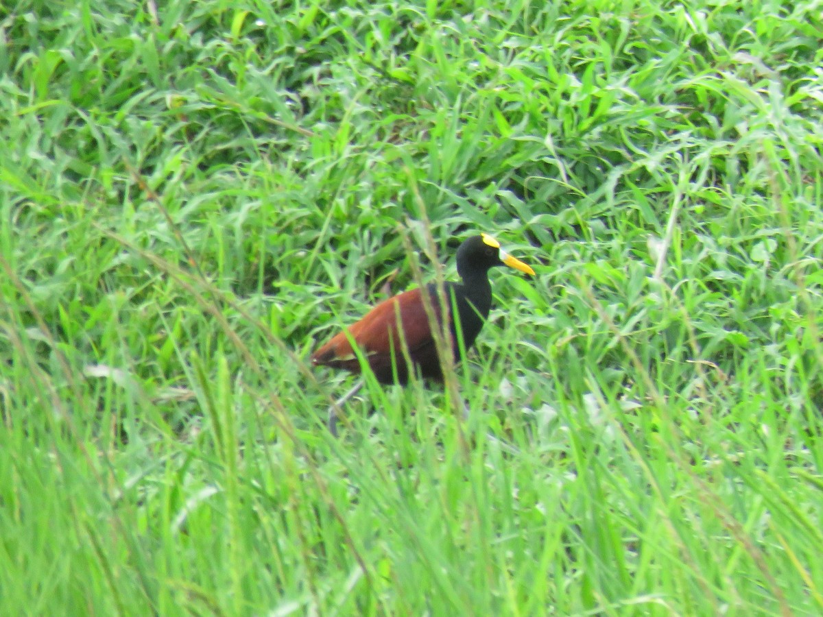 Northern Jacana - Joyce Brady