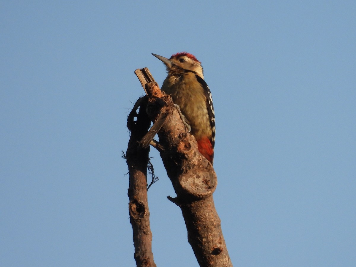 Fulvous-breasted Woodpecker - ML616195164