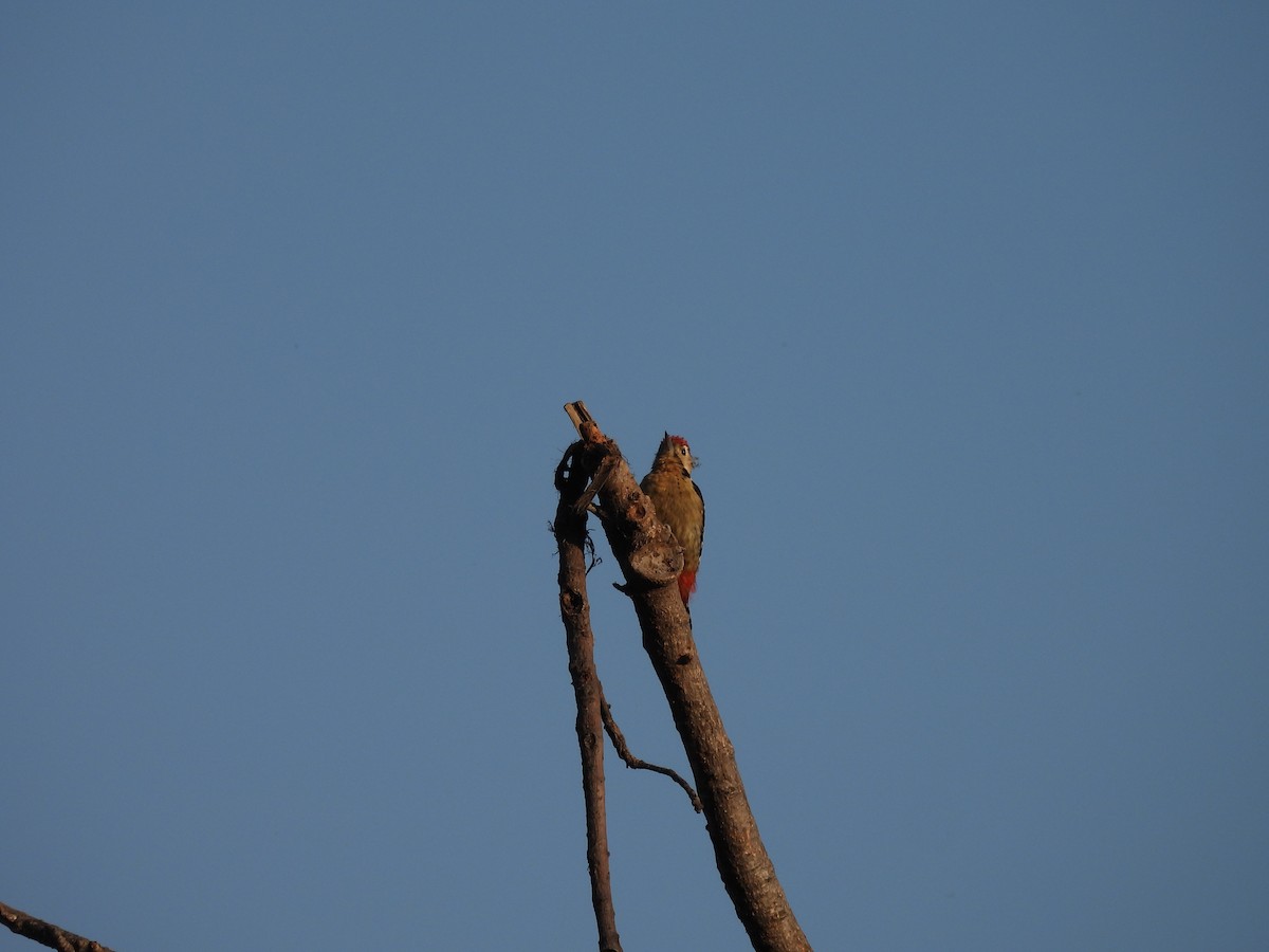 Fulvous-breasted Woodpecker - ML616195165