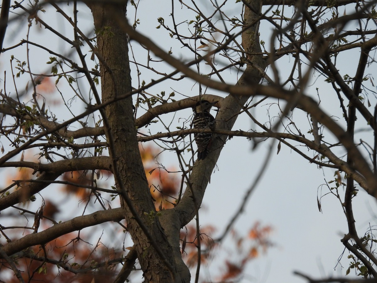 Fulvous-breasted Woodpecker - ML616195166