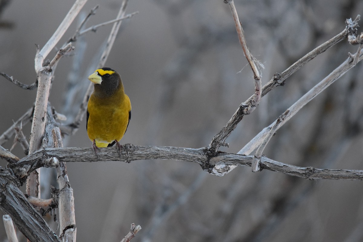 Evening Grosbeak - ML616195168