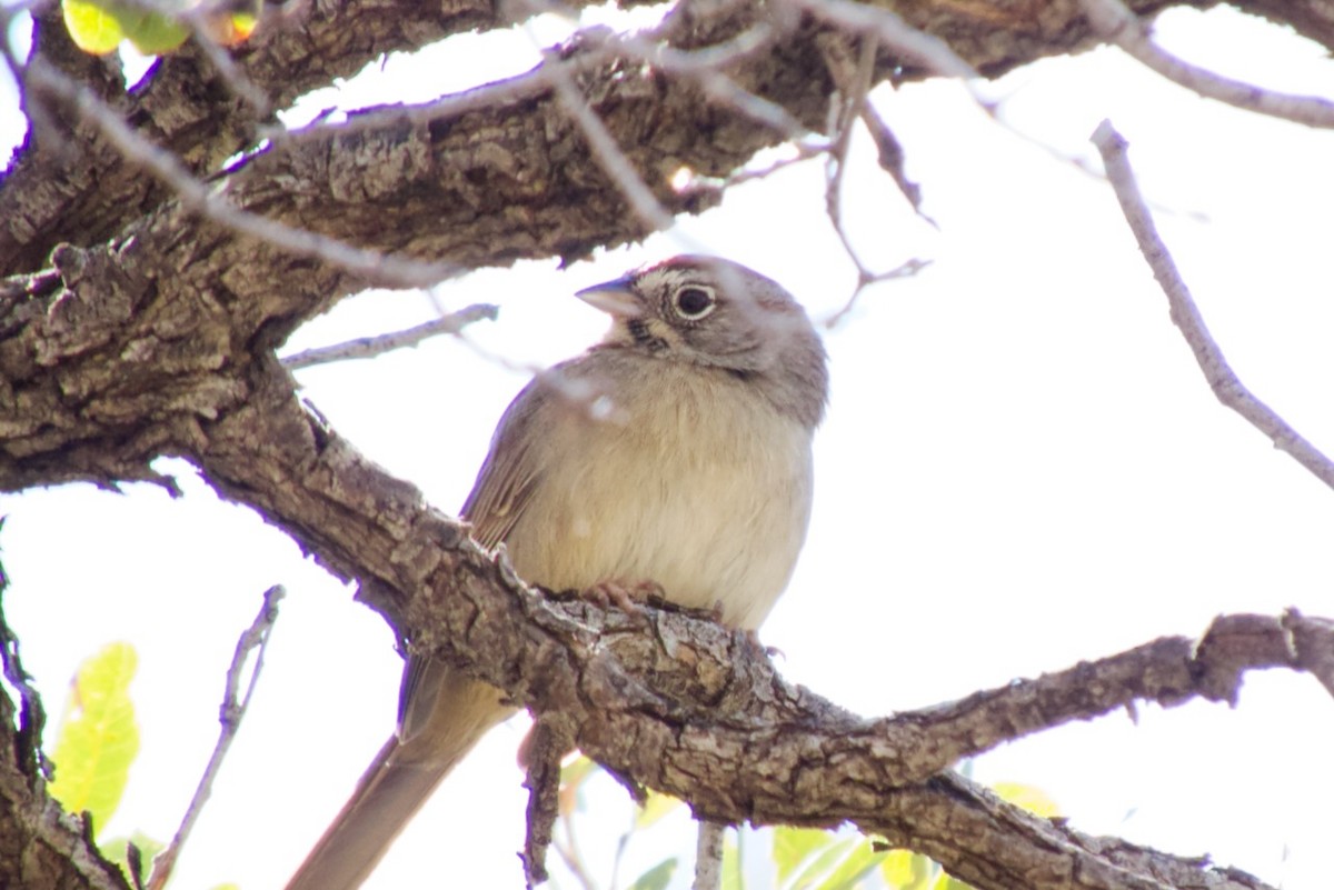 Rufous-crowned Sparrow - Hobart Collins