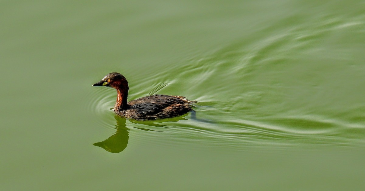 Little Grebe - ML616195210