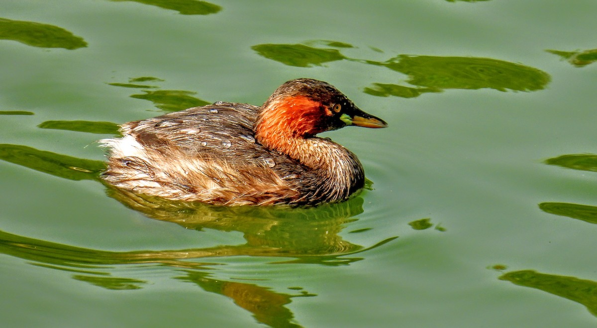 Little Grebe - ML616195211