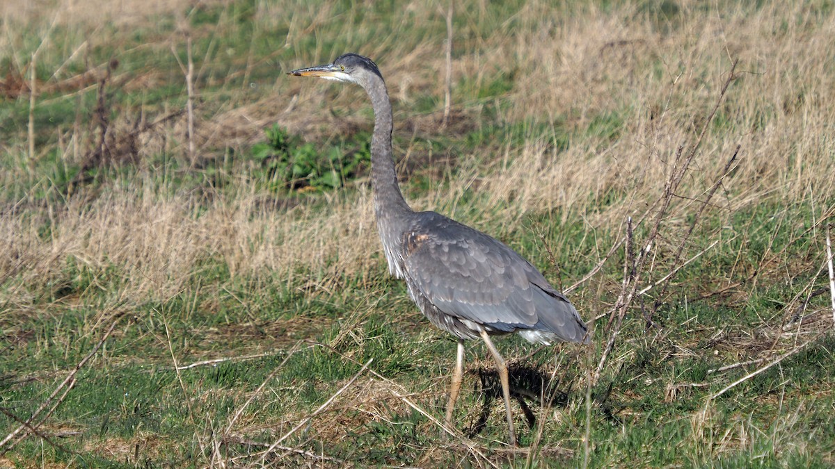 Great Blue Heron - ML616195231