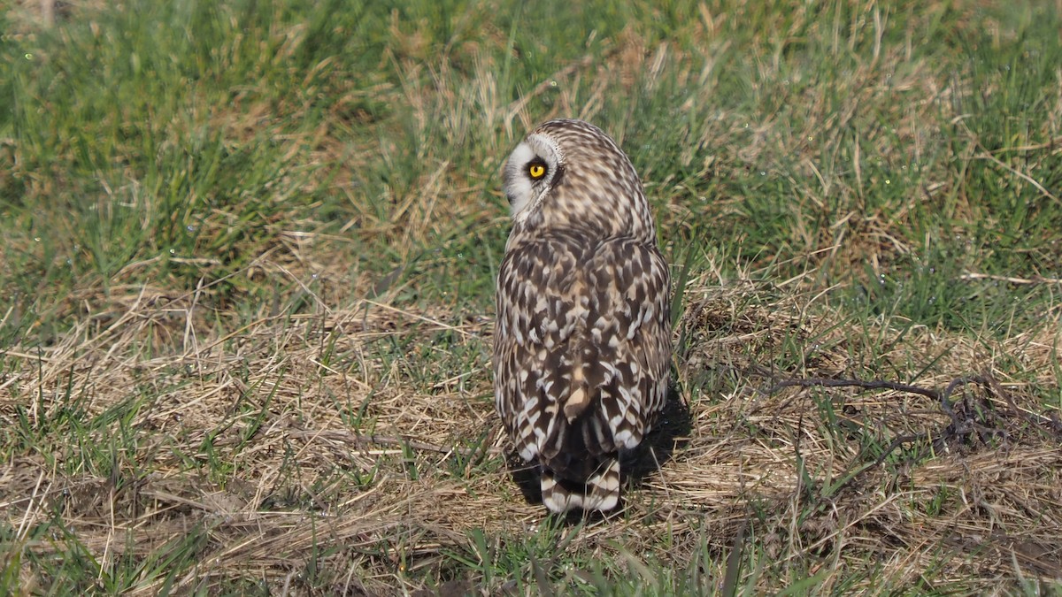 Short-eared Owl - ML616195242