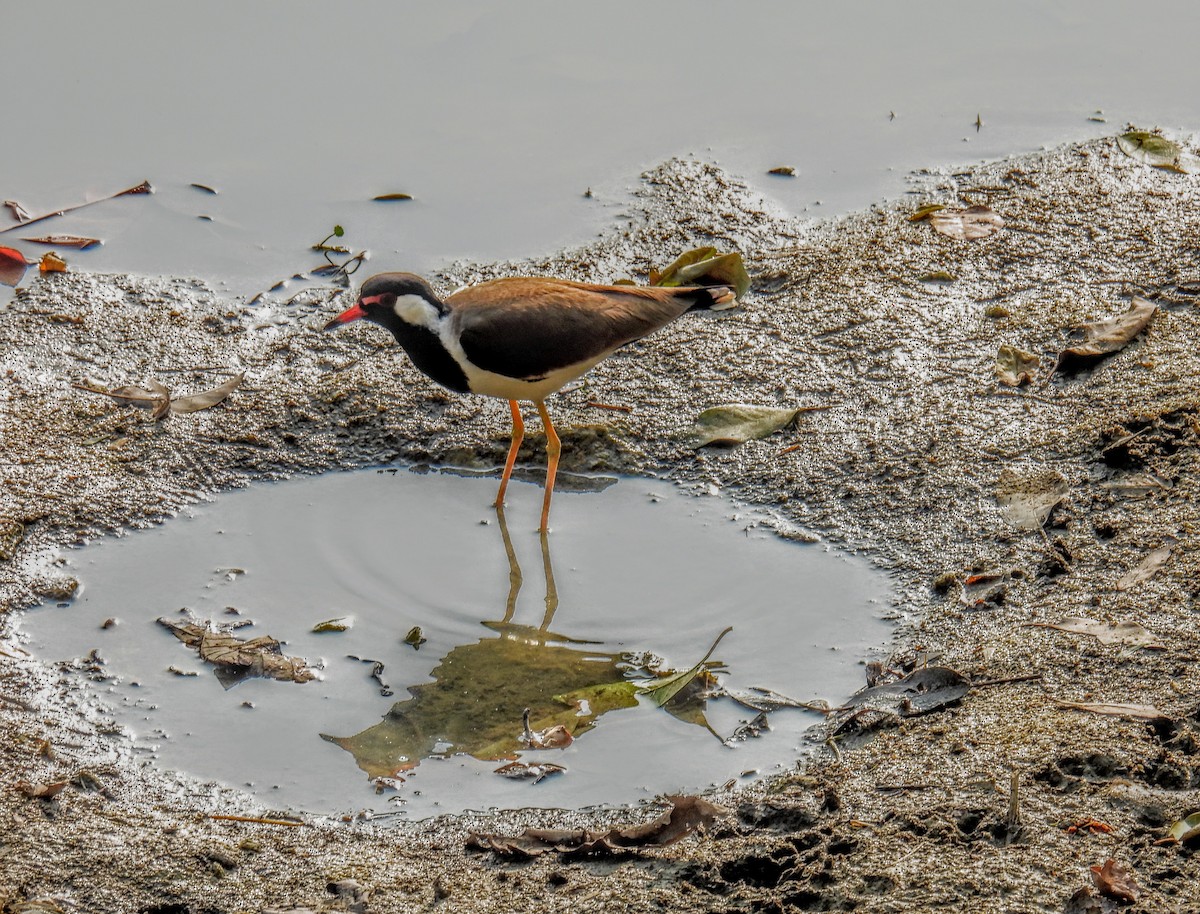 Red-wattled Lapwing - ML616195275