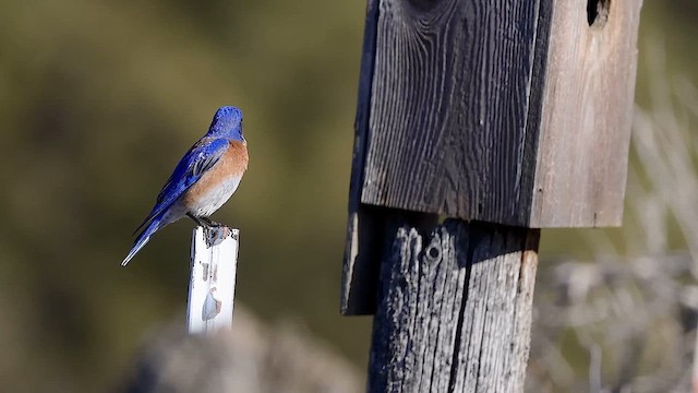 Western Bluebird - ML616195282