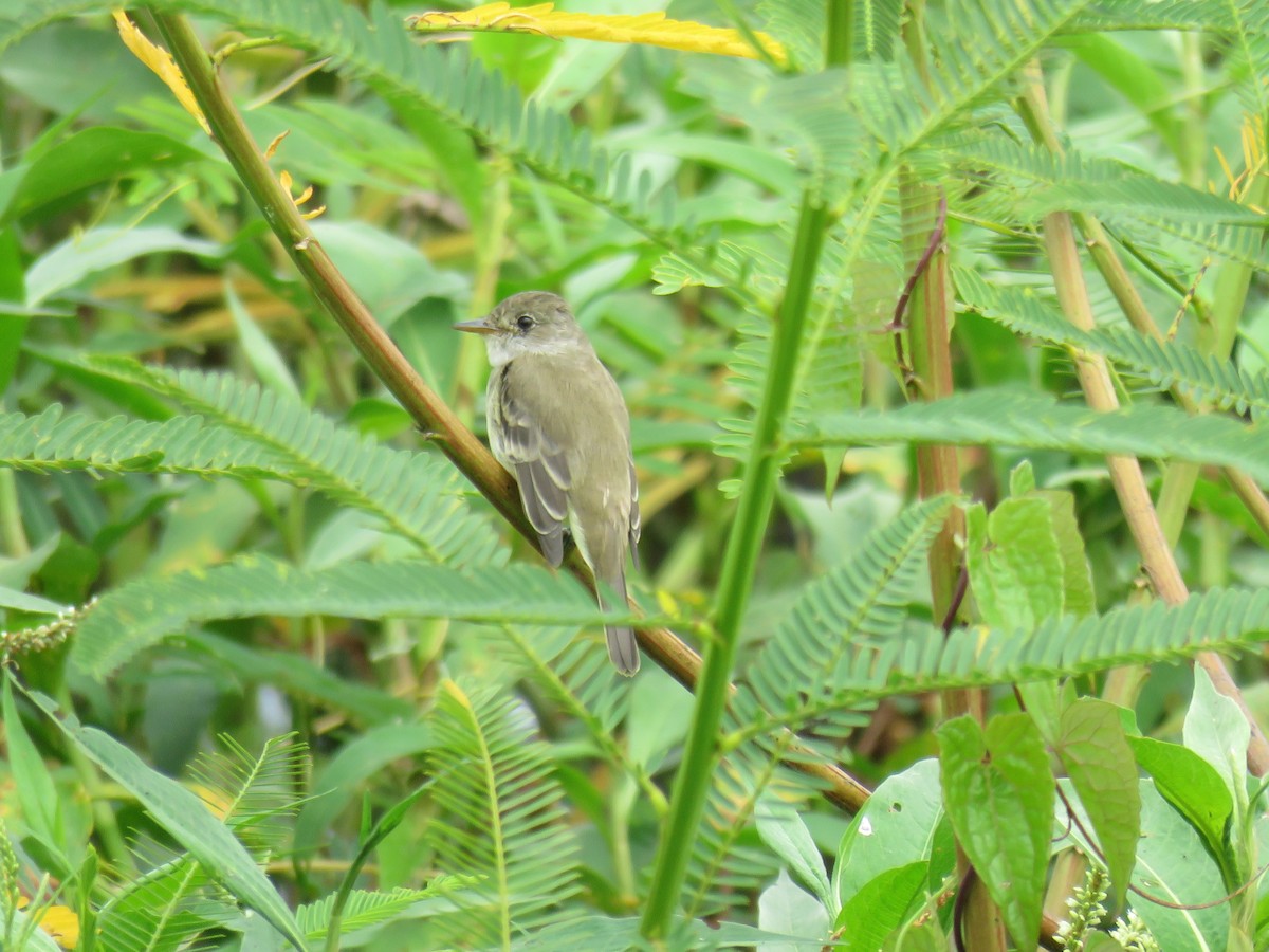 Willow Flycatcher - ML616195328