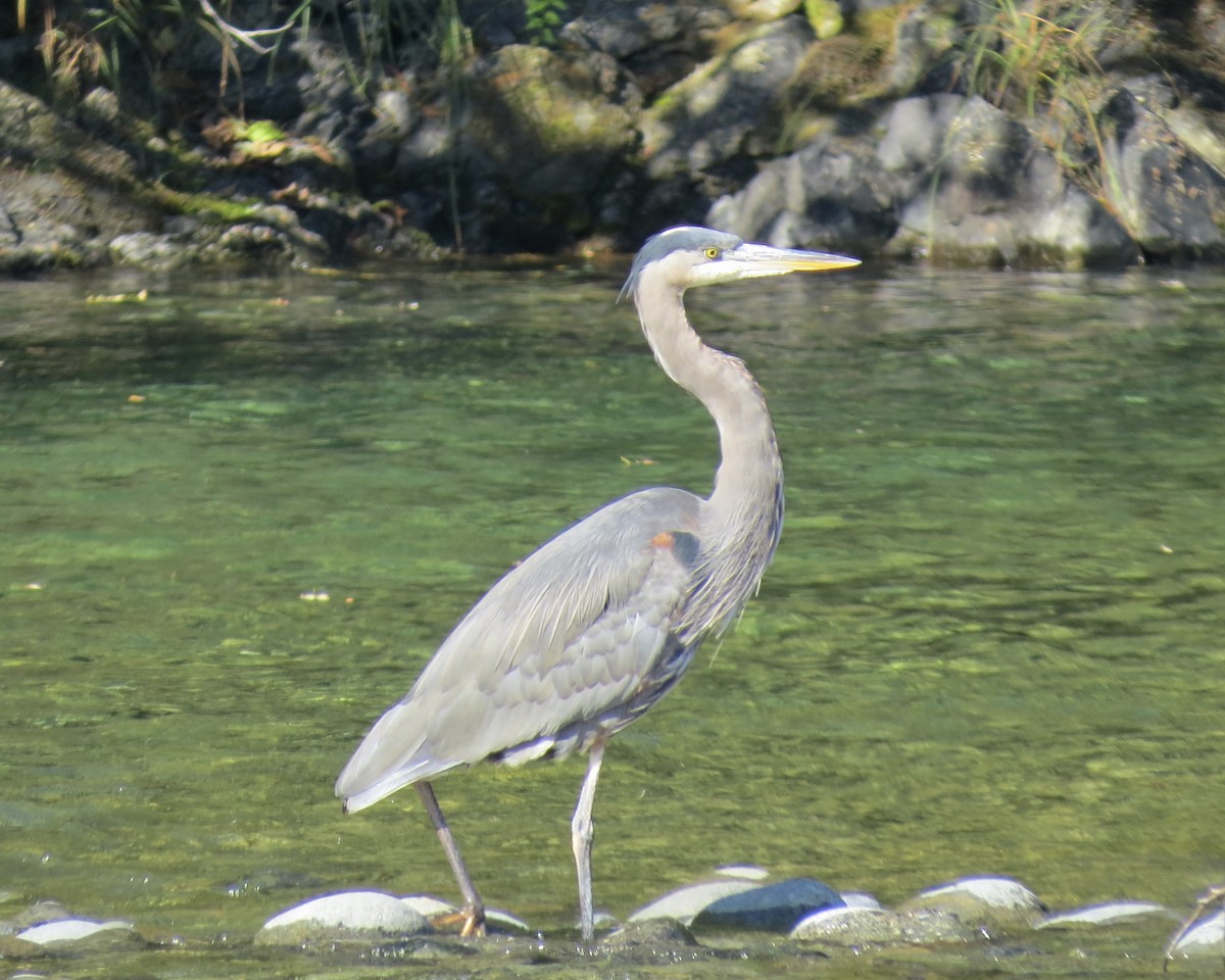 Great Blue Heron - ML616195329