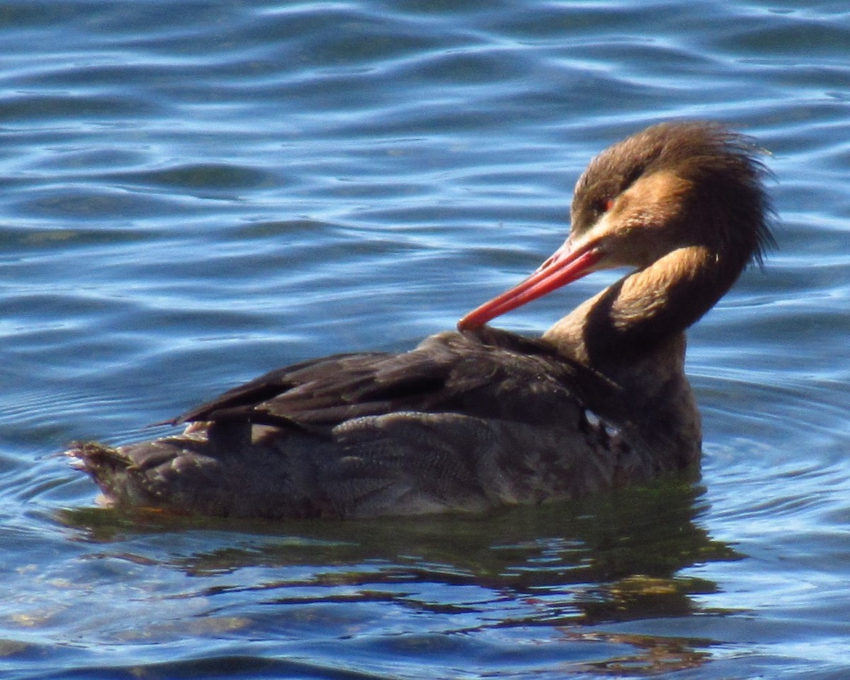 Red-breasted Merganser - ML616195355