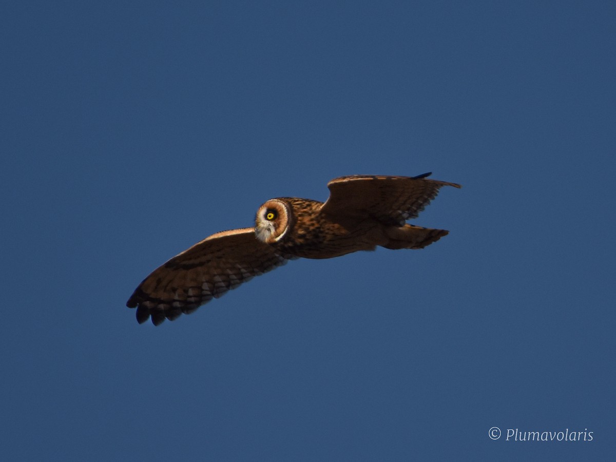 Short-eared Owl - Sofía Ledezma Encina