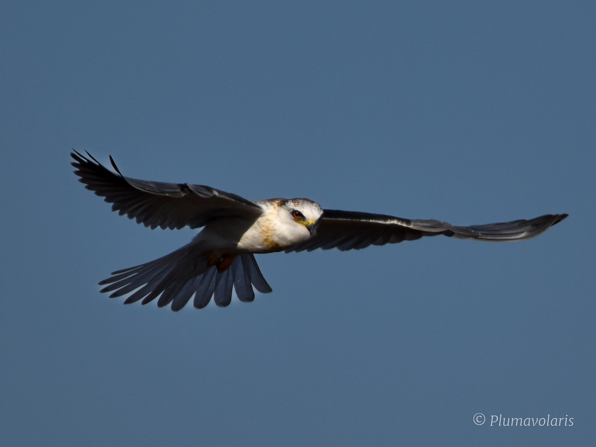 White-tailed Kite - Sofía Ledezma Encina