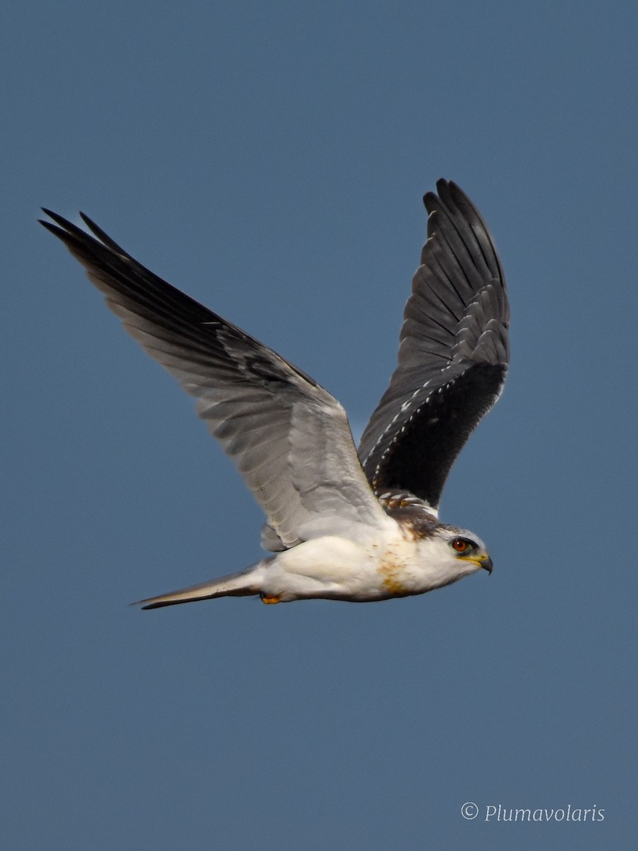 White-tailed Kite - Sofía Ledezma Encina