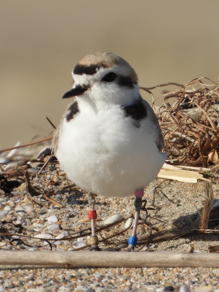 Snowy Plover - ML616195494