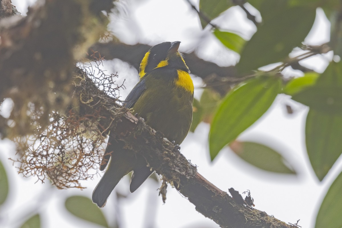 Gold-ringed Tanager - Loni Ye