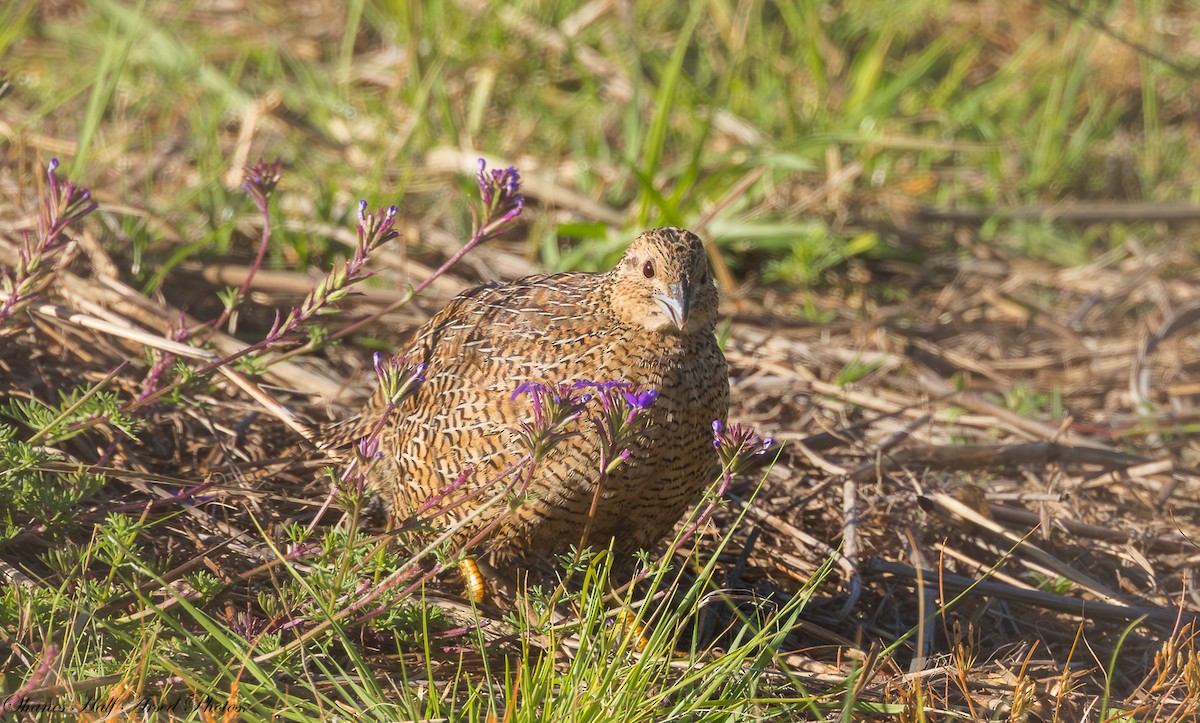 Brown Quail - Shane R Lawton