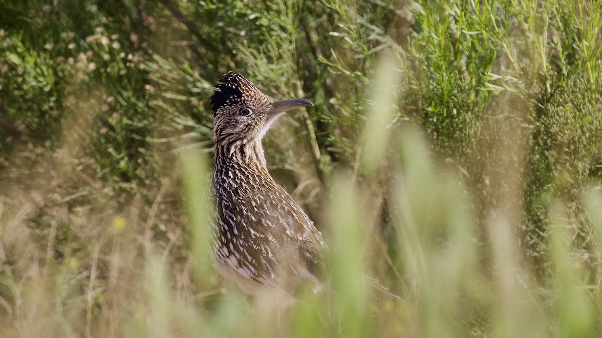 Greater Roadrunner - ML616195687