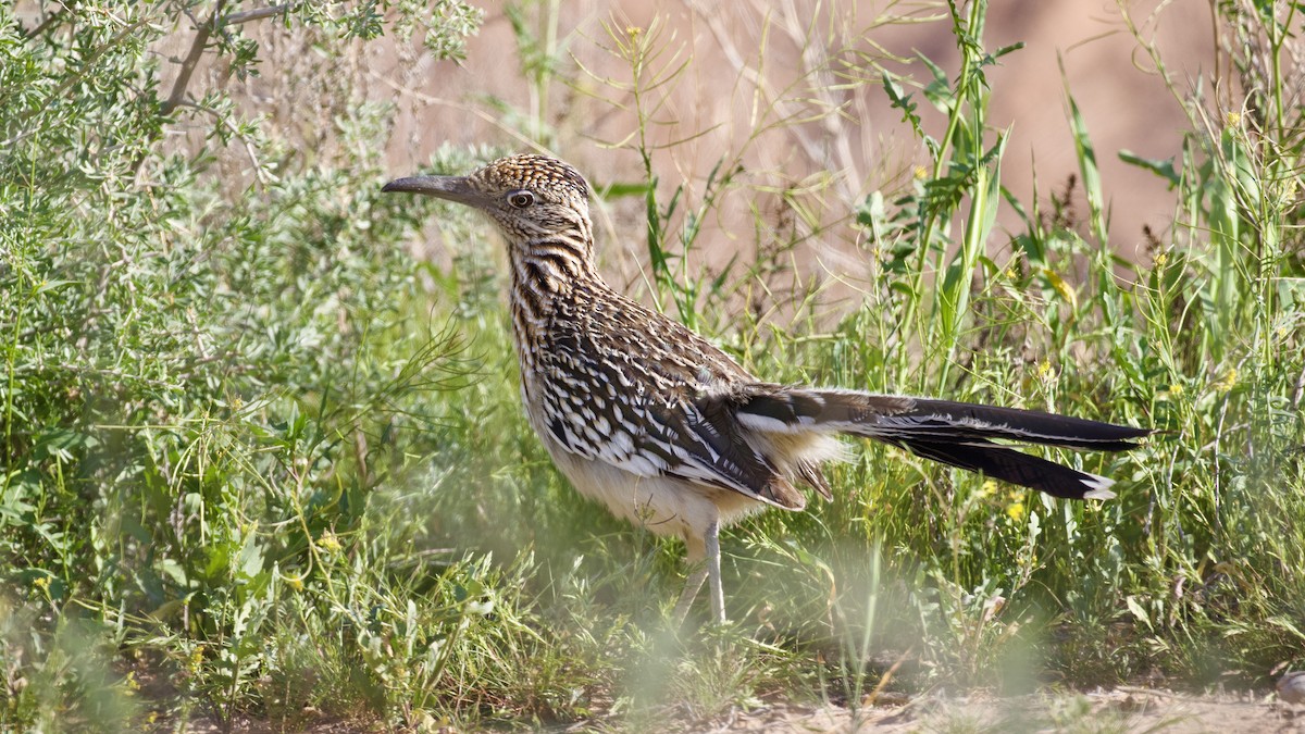 Greater Roadrunner - ML616195688