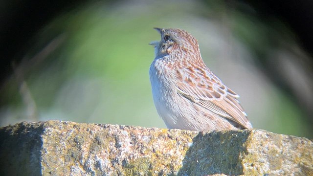 Cassin's Sparrow - ML616195700