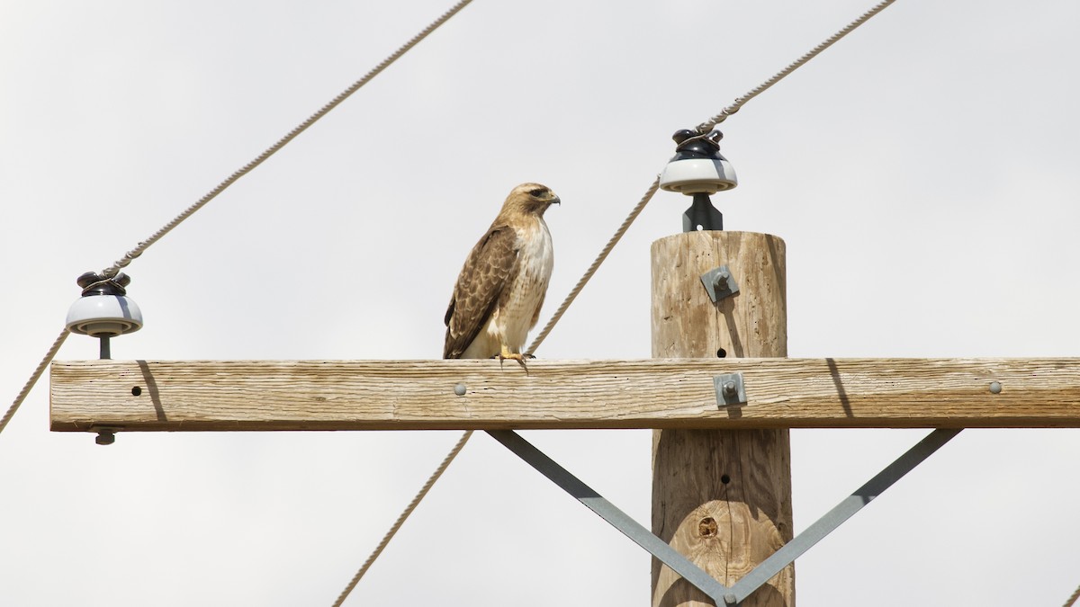 Red-tailed Hawk - ML616195710