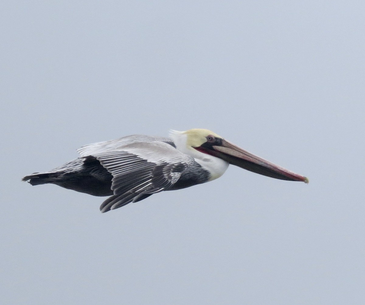 Brown Pelican - ML616195717