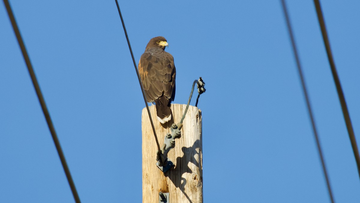 Harris's Hawk - ML616195745