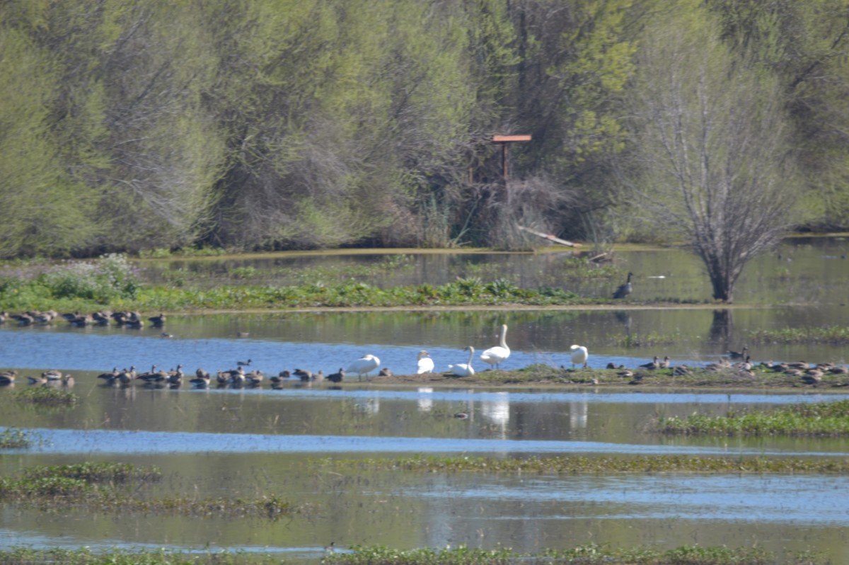 Cygne tuberculé - ML616195750