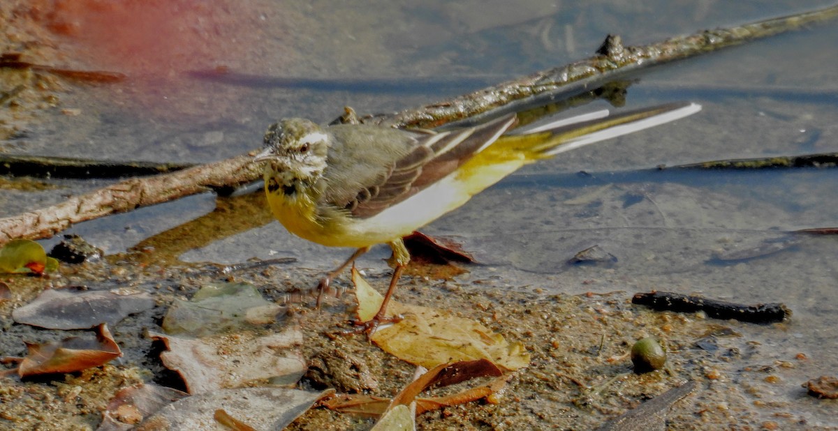 Gray Wagtail - ML616195765