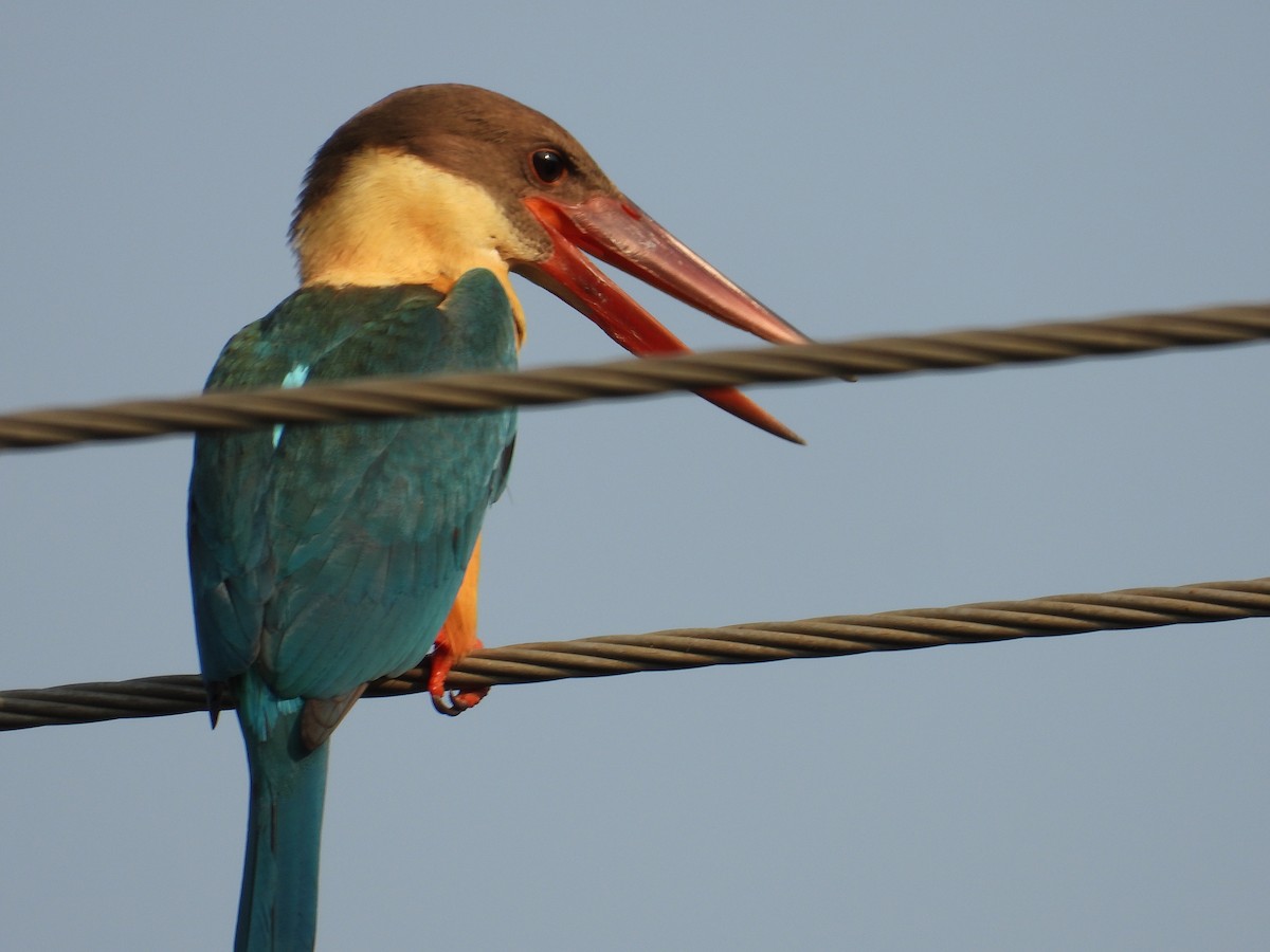 Stork-billed Kingfisher - ML616195797