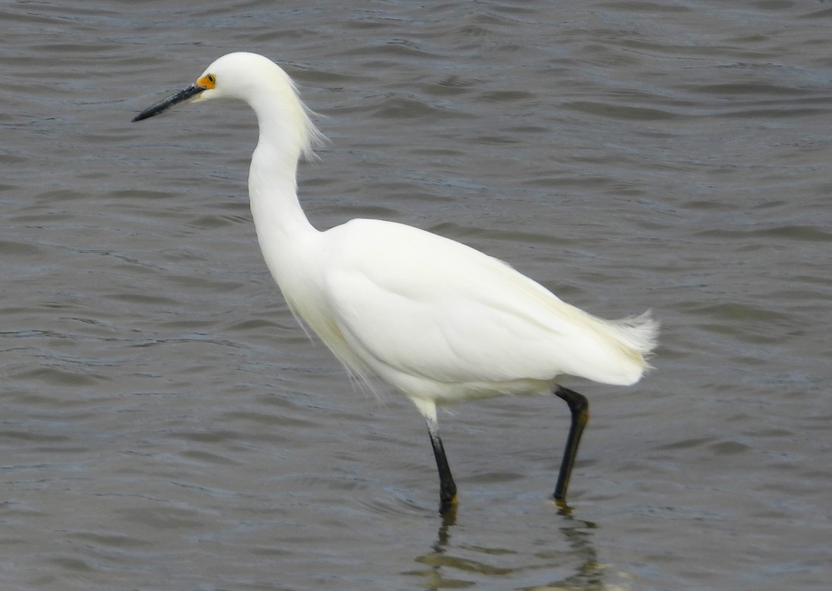 Snowy Egret - ML616195801