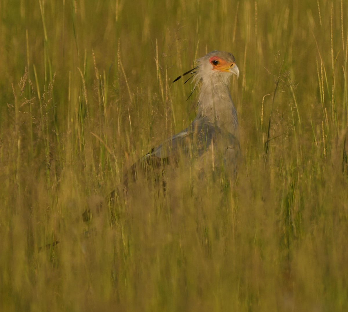 Secretarybird - Steven Cheong