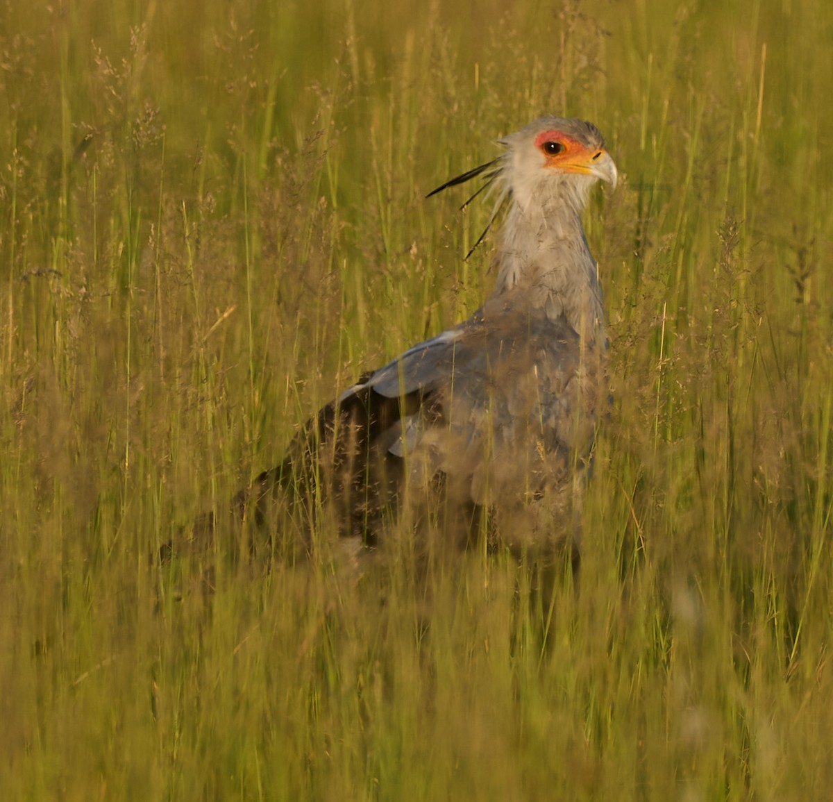 Secretarybird - Steven Cheong