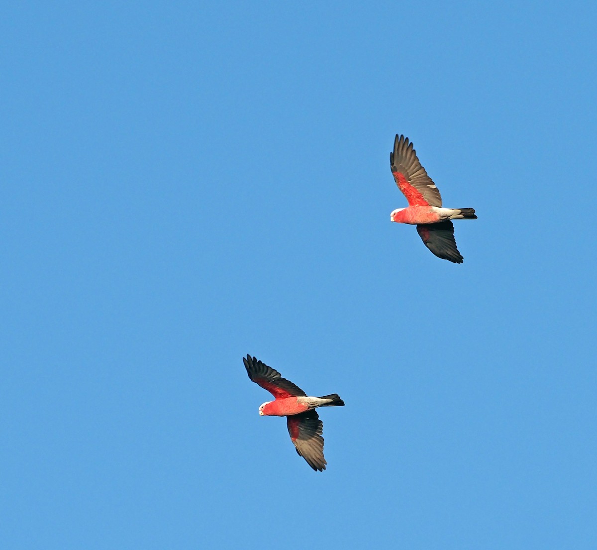kakadu růžový - ML616195909