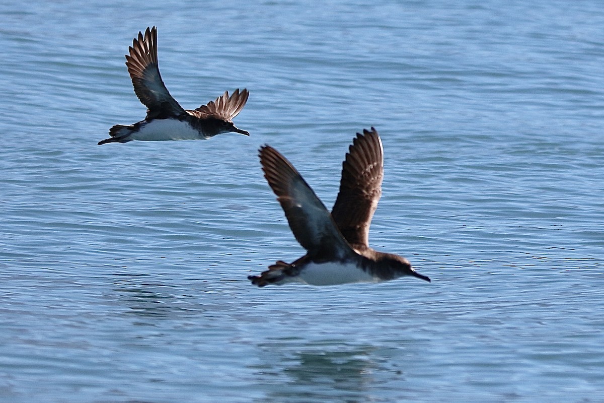 Hutton's Shearwater - Pauline and Ray Priest