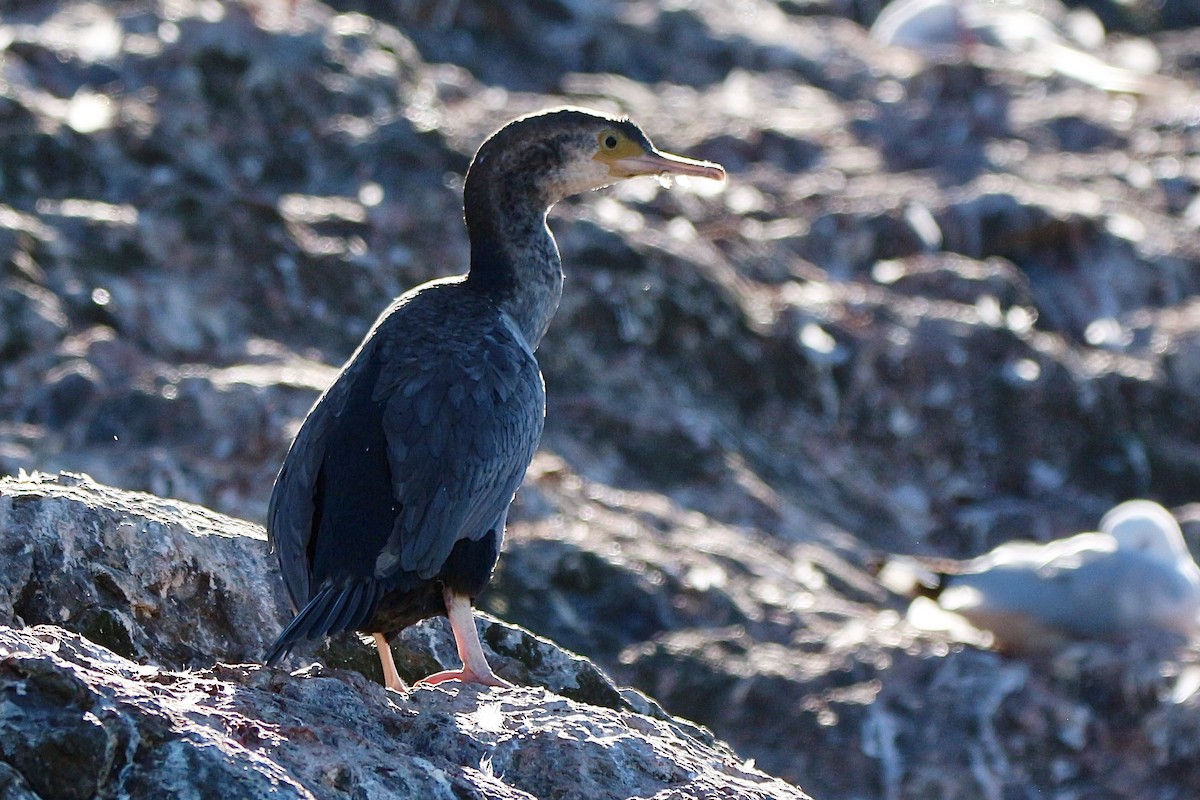 Spotted Shag - ML616195942