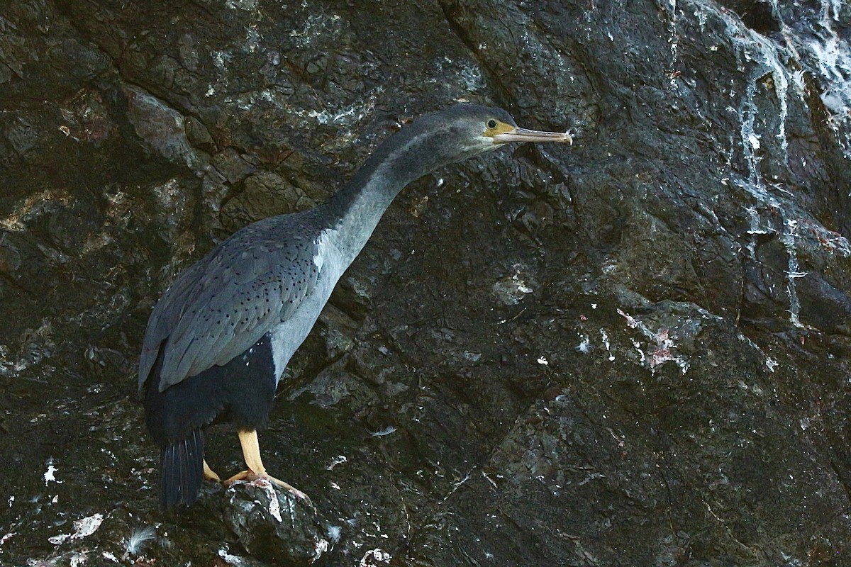 Spotted Shag - ML616195943