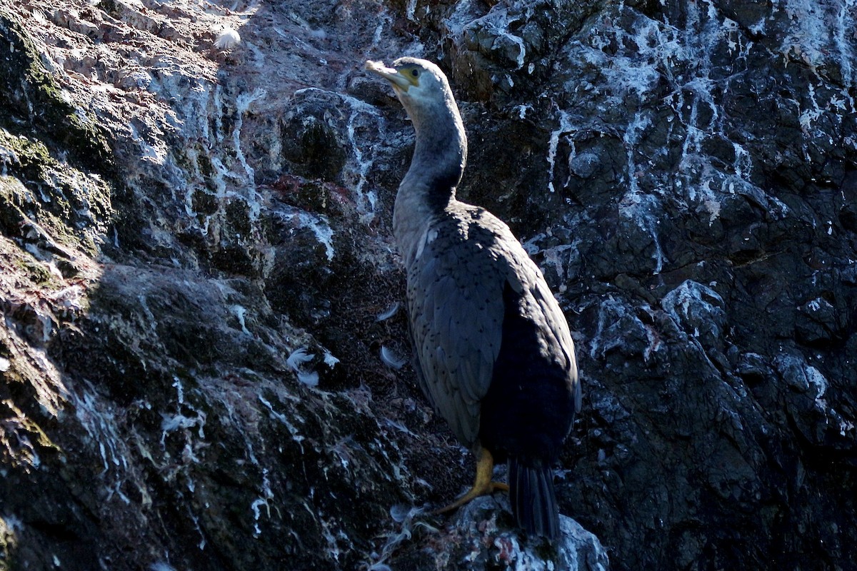 Spotted Shag - ML616195944