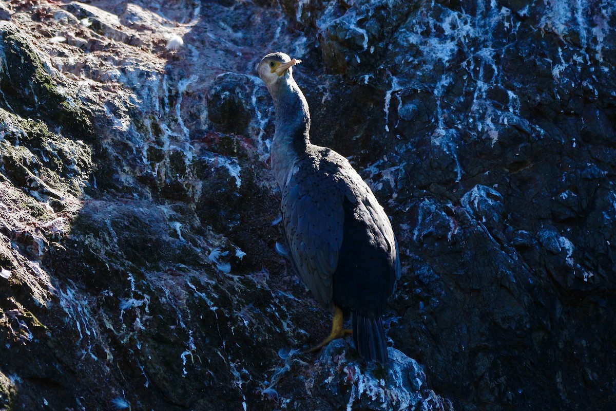 Spotted Shag - ML616195945